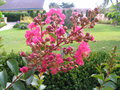 vignette Fleur de Lagerstroemia hybride Tonto