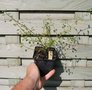 vignette Teucridium parvifolium var. parvifolium / Lamiaceae / Nouvelle-Zélande