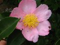 vignette Camellia sasanqua Plantation pink gros plan au 17 09 11
