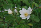 vignette Magnolia laevifolia / Magnoliaceae / Yunnan