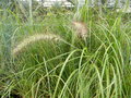 vignette Pennisetum ??