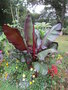 vignette ensete ventricosum 'maurellii'