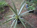 vignette cordyline indivisa