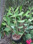 vignette hedychium gardnerianum