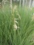 vignette Cortaderia selloana 'Pumila'