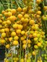 vignette Butia odorata (fruits)