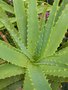 vignette Aloe arborescens