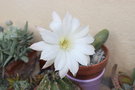 vignette Echinopsis subdenudata