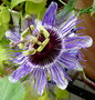 vignette Passiflora Purple Haze