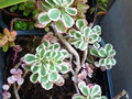 vignette Sedum spurium tricolore 25 9 2011 Ndc
