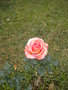 vignette rose du jardin
