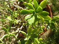vignette Sedum dendroideum spp. praealtum