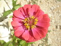 vignette zinnia (fleur)