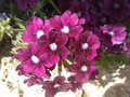 vignette verbena x hybrida (fleurs)