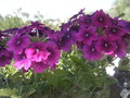 vignette verbena x hybrida (fleurs)