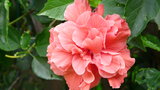 vignette Runion Hibiscus rosa sinensis