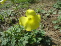 vignette Oxalis pes-caprae (fleur)