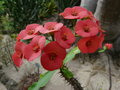 vignette Runion Euphorbia milii