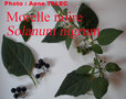 vignette baies noires de morelle, Solanum nigrum