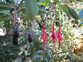 vignette baies de tous les fuchsias, Fuchsia