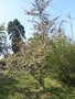 vignette Fremontodendron californicum cv California Glory