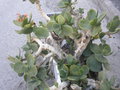 vignette cotyledon orbiculata macrantha (plante)