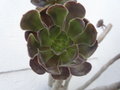 vignette aeonium