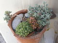 vignette haworthia, corpuscularia lehmanni et....