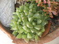 vignette haworthia cymbiformis