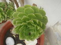 vignette Aeonium...?