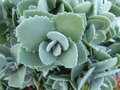 vignette kalanchoe....