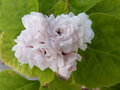 vignette Clerodendrum fragrans (fleur)