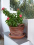 vignette Dipladenia