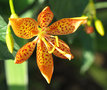 vignette Iris domestiqua (Belamcanda chinensis)