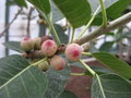 vignette Ficus sansibarica