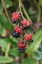 vignette Rubus henryi : fruits