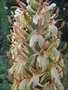 vignette Hedychium densiflorum 'Stephen'