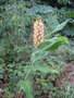 vignette Hedychium densiflorum 'Stephen'