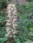 vignette Hedychium gracile