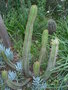 vignette Euphorbia canariensis