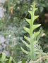 vignette cryptocereus anthonianus