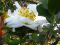 vignette Camellia sasanqua narumigata gros plan au 05 10 11