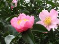 vignette Camellia sasanqua plantation pink au 05 10 11