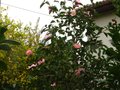 vignette Camellia sasanqua Plantation pink au 06 010 11
