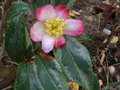 vignette Camellia sasanqua variegata au 07 10 11