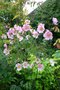 vignette Anemone x hybrida 'Lady Gilmour' : fleurs