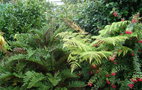 vignette cyathea australis et blechnum chilense 2011