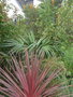 vignette livistona australis 2011 et banksia giant candles
