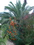 vignette phoenix canarienis 2011 et leucadendron et leonotis