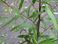 vignette Salix humboldtiana